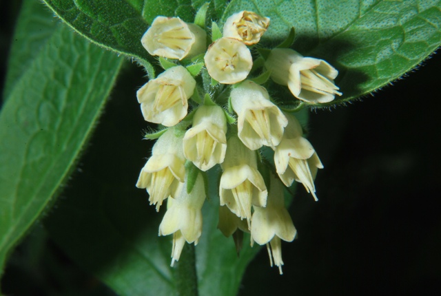 Symphytum bulbosum e tuberosum a confronto